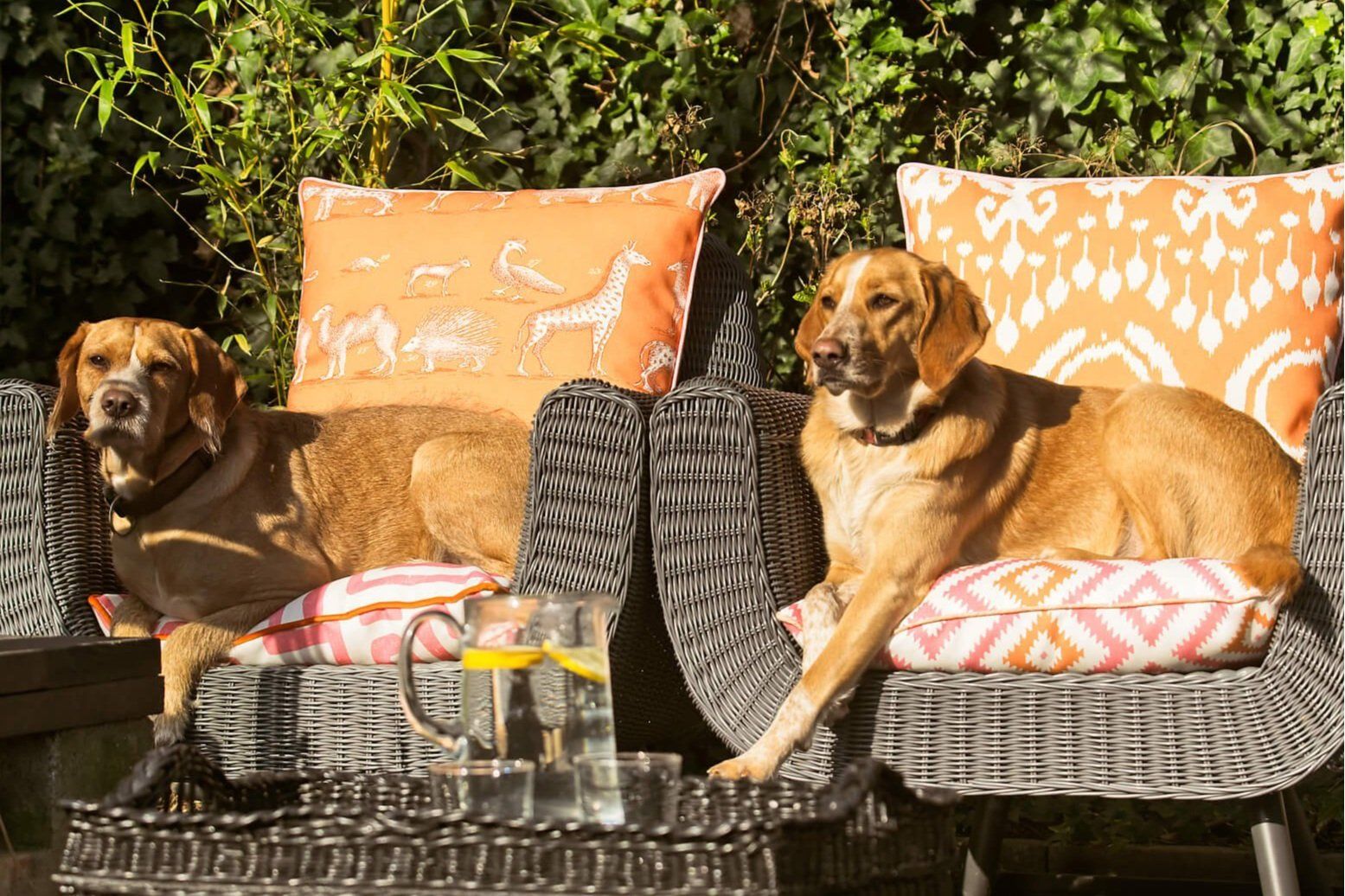 Two mature short haired dogs comfortably ensconced in the sun on stylish upholstered wicker patio chairs.