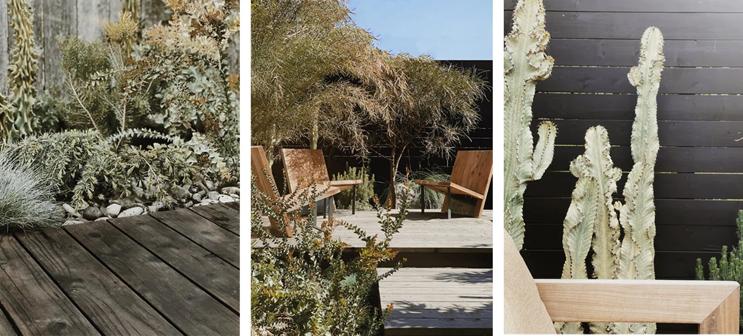 Three images highlighting succulent and desert plants.