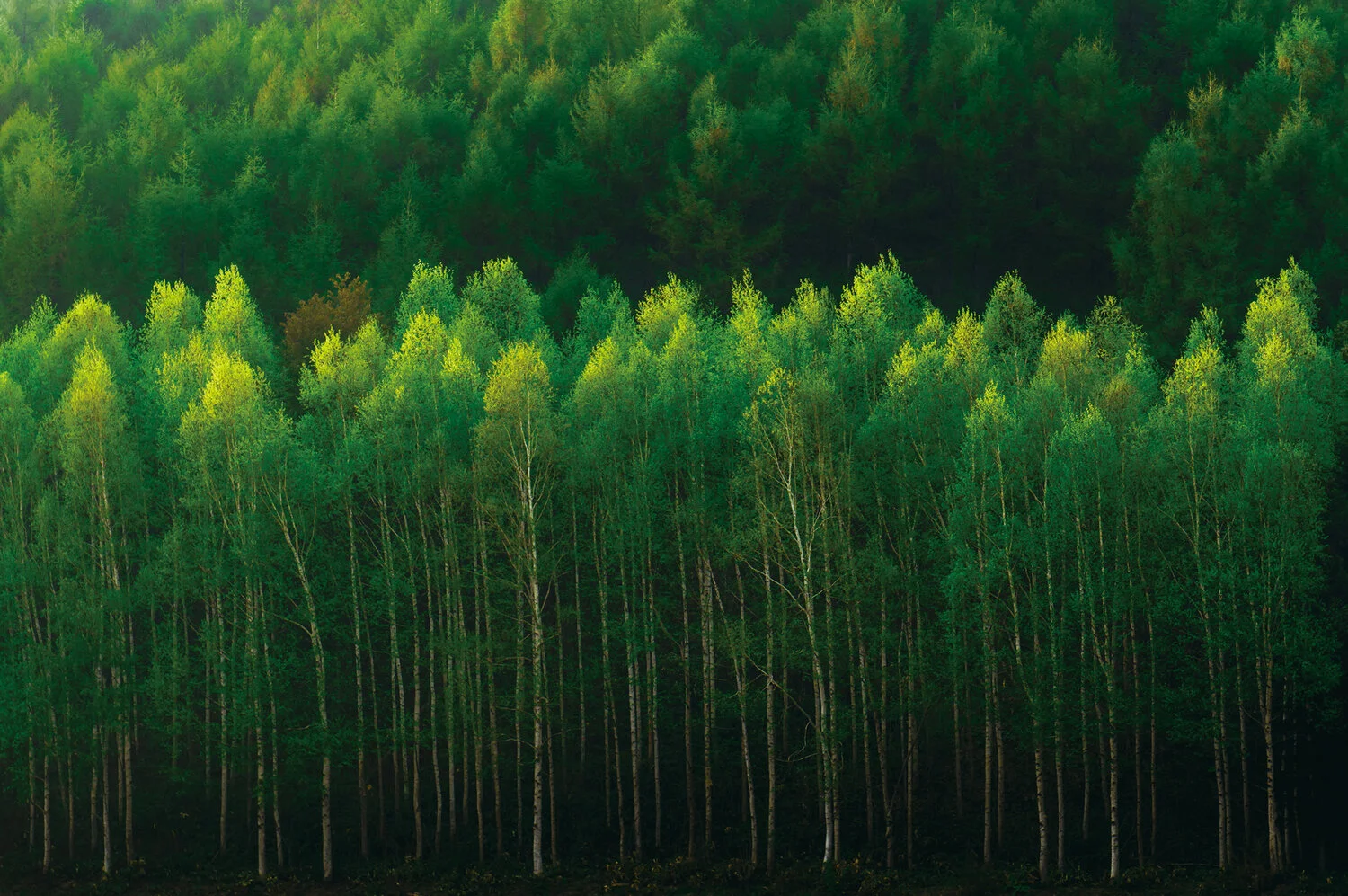 Dense green woods going up side of a mountain.