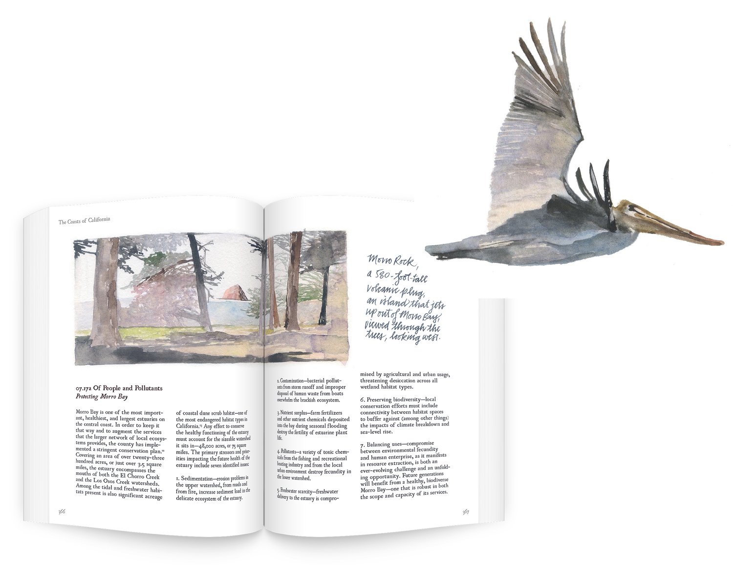 Open pages of his book with a closeup of a painting of a bird.