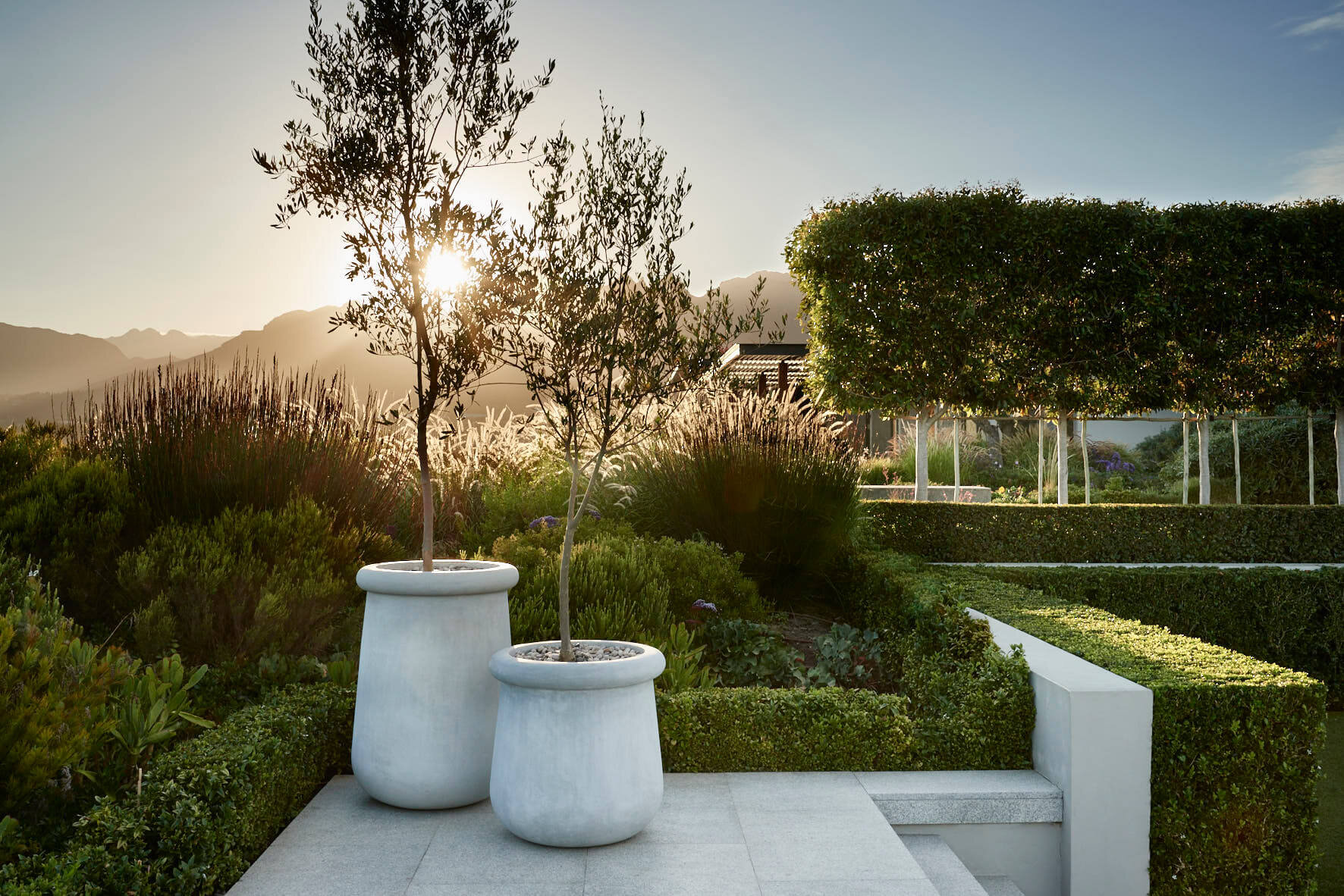 A stylish garden with small trees in white stone planters and sculptured bushes.